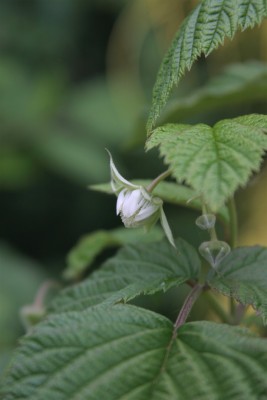 IMG_8081.jpg (122.47 KiB) Osservato 690 volte IMG_8081.jpg