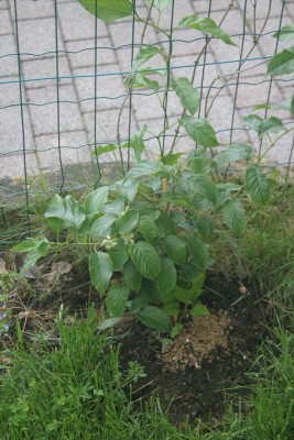 IMG_8087.jpg (286.76 KiB) Osservato 688 volte IMG_8087.jpg