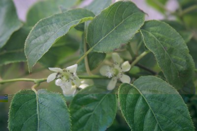 IMG_8088.jpg (161.35 KiB) Osservato 688 volte IMG_8088.jpg