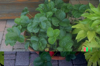 IMG_8107.jpg (233.64 KiB) Osservato 740 volte IMG_8107.jpg