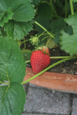 IMG_8105.jpg (169.96 KiB) Osservato 740 volte IMG_8105.jpg