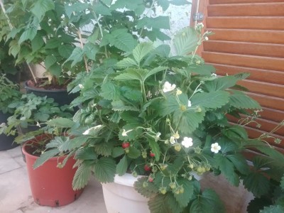 20170517_065203.jpg (109.32 KiB) Osservato 788 volte 20170517_065203.jpg