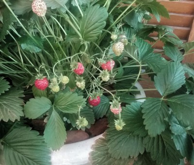 20170517_070417.jpg (134.26 KiB) Osservato 788 volte 20170517_070417.jpg