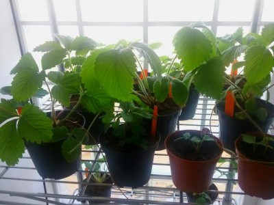 20170517_072638.jpg (83.7 KiB) Osservato 788 volte 20170517_072638.jpg