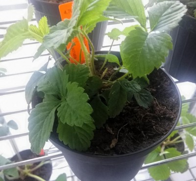 20170517_073456.jpg (97.38 KiB) Osservato 786 volte 20170517_073456.jpg