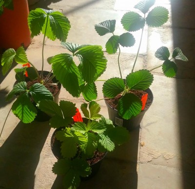 20170517_081201.jpg (133.16 KiB) Osservato 781 volte 20170517_081201.jpg