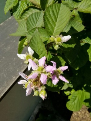 IMG_20170517_120014-768x1024.jpg (81.91 KiB) Osservato 758 volte IMG_20170517_120014-768x1024.jpg