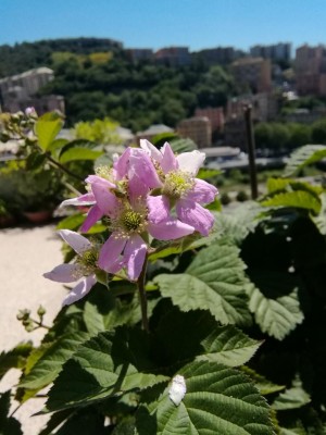 IMG_20170517_120037.jpg (84.86 KiB) Osservato 758 volte IMG_20170517_120037.jpg