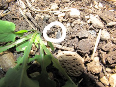 IMG_20170518_124032.jpg (165.19 KiB) Osservato 711 volte IMG_20170518_124032.jpg