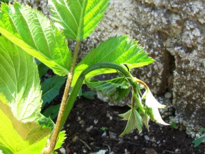 IMG_9418.JPG (122.19 KiB) Osservato 711 volte IMG_9418.JPG