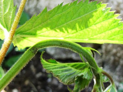 IMG_9414.JPG (103.86 KiB) Osservato 711 volte IMG_9414.JPG