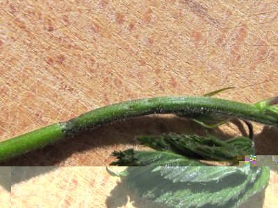 IMG_9421.JPG (166.03 KiB) Osservato 711 volte IMG_9421.JPG