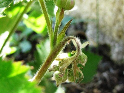 IMG_9410.JPG (85.04 KiB) Osservato 709 volte IMG_9410.JPG