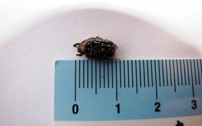 IMG_9452.JPG (73.32 KiB) Osservato 753 volte IMG_9452.JPG