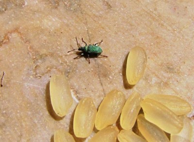 IMG_9431.JPG (94.44 KiB) Osservato 850 volte IMG_9431.JPG