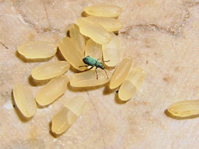 IMG_9432.JPG (84.83 KiB) Osservato 850 volte IMG_9432.JPG