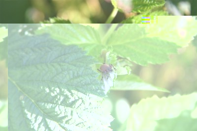 IMG_8129_p.jpg (140.53 KiB) Osservato 787 volte IMG_8129_p.jpg