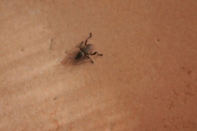 IMG_8131_p.jpg (74.43 KiB) Osservato 787 volte IMG_8131_p.jpg