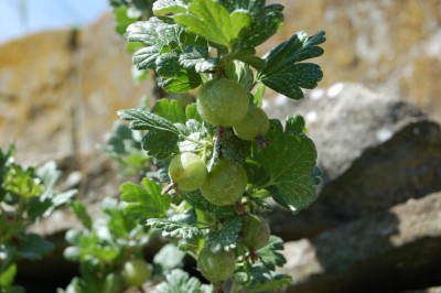 Uva spina / DSC_0279.JPG DSC_0279.JPG