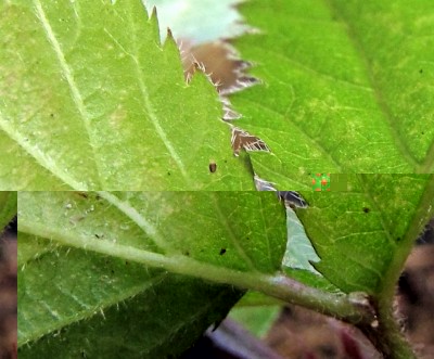 20170525_182324.jpg (107.6 KiB) Osservato 866 volte 20170525_182324.jpg