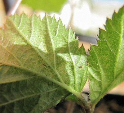 20170525_182418.jpg (109.37 KiB) Osservato 866 volte 20170525_182418.jpg