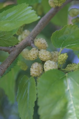 IMG_8142.jpg (132.66 KiB) Osservato 2423 volte IMG_8142.jpg