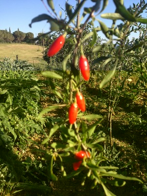 goji.jpg (353.73 KiB) Osservato 1182 volte goji.jpg