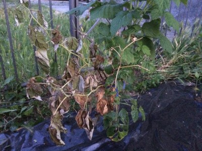 IMG_0125.JPG (142.04 KiB) Osservato 5098 volte IMG_0125.JPG