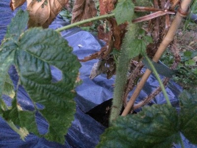 IMG_0126.JPG (129.95 KiB) Osservato 5098 volte IMG_0126.JPG