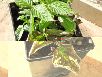 IMG_9390.JPG (126.19 KiB) Osservato 5096 volte IMG_9390.JPG