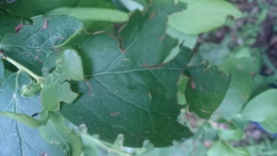 DSC_0137.JPG (47.82 KiB) Osservato 1466 volte DSC_0137.JPG