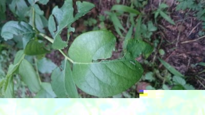 DSC_0139.JPG (63.58 KiB) Osservato 1466 volte DSC_0139.JPG