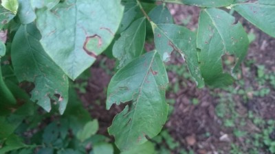 DSC_0138.JPG (58.41 KiB) Osservato 1466 volte DSC_0138.JPG