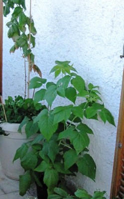 IMG_9783.JPG (92.01 KiB) Osservato 4243 volte IMG_9783.JPG