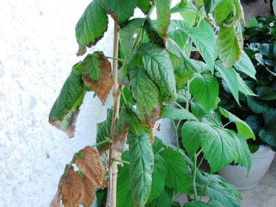 IMG_9782.JPG (122.82 KiB) Osservato 4243 volte IMG_9782.JPG