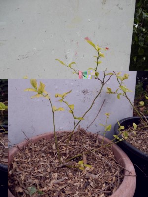 mirtillo.JPG (96.18 KiB) Osservato 2002 volte mirtillo.JPG