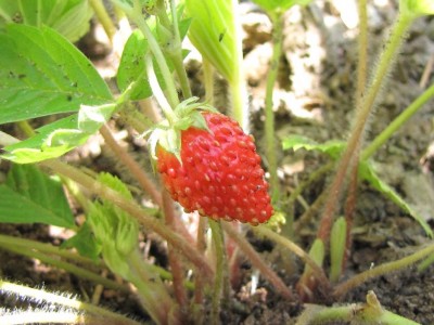 IMG_0039.JPG (97.11 KiB) Osservato 752 volte IMG_0039.JPG