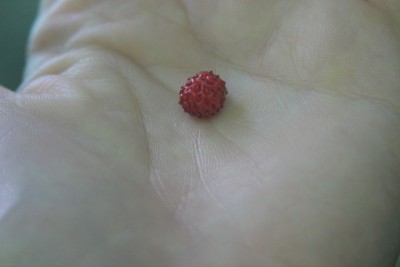 IMG_8209.jpg (83.41 KiB) Osservato 726 volte IMG_8209.jpg