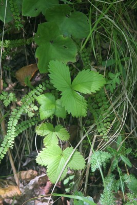 IMG_8197.jpg (263.22 KiB) Osservato 1994 volte IMG_8197.jpg