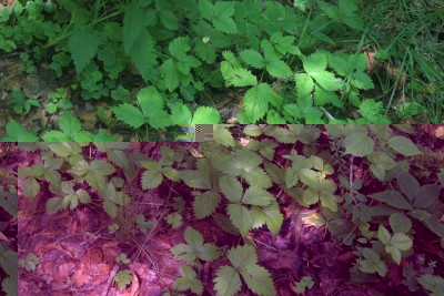 IMG_8205.jpg (319.9 KiB) Osservato 1994 volte IMG_8205.jpg