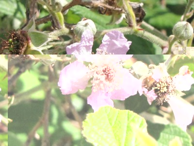 IMG_0060.JPG (100.33 KiB) Osservato 1785 volte IMG_0060.JPG