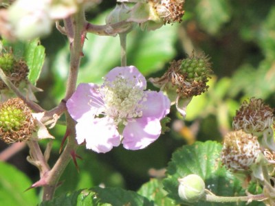 IMG_0065.JPG (90.62 KiB) Osservato 1785 volte IMG_0065.JPG