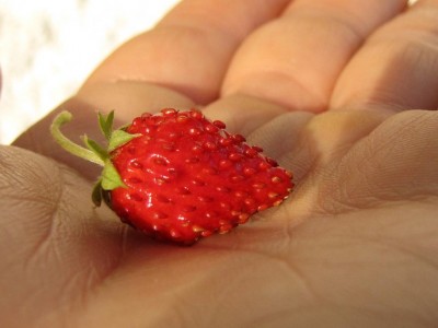 Golden Alexandria.JPG (55.21 KiB) Osservato 710 volte Golden Alexandria.JPG