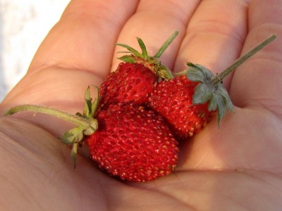 Piccina.JPG (71.84 KiB) Osservato 710 volte Piccina.JPG