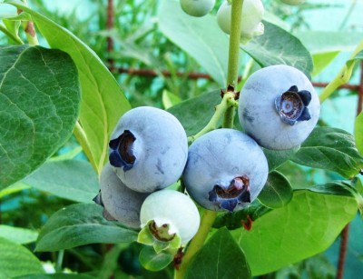 IMG_0078.JPG (101.03 KiB) Osservato 709 volte IMG_0078.JPG