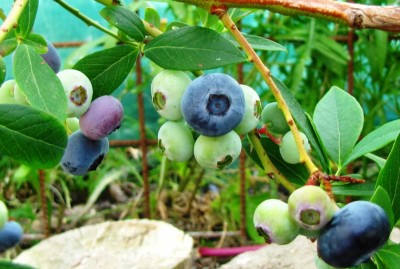 IMG_0081.JPG (95.9 KiB) Osservato 709 volte IMG_0081.JPG