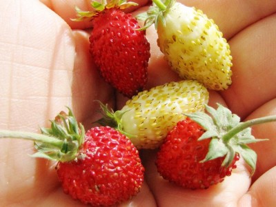 IMG_0123.JPG (97.52 KiB) Osservato 678 volte IMG_0123.JPG