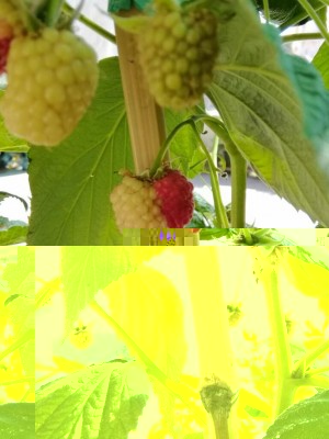 IMG_20170629_095024-768x1024.jpg (88.7 KiB) Osservato 734 volte IMG_20170629_095024-768x1024.jpg