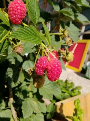 IMG_20170629_095101-768x1024.jpg (95.01 KiB) Osservato 734 volte IMG_20170629_095101-768x1024.jpg