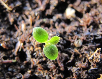 IMG_0148.JPG (102.53 KiB) Osservato 720 volte IMG_0148.JPG